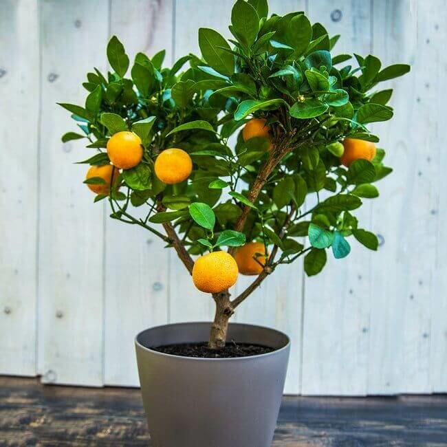 Clementinenbaum Citrus Clementine Mini-Stamm 60-80 Topf Clementinenbaum / Citrus Clementine Ministamm 60-80 cm
