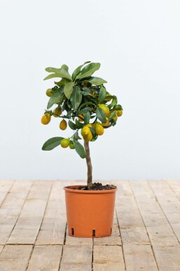 Marumikumquat Citrus Fortunella Kumquat Mini-Stamm 20-30 Topf