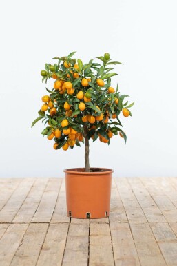 Marumikumquat Citrus Fortunella Kumquat Mini-Stamm 40-60 Topf Marumikumquat / Fortunella Margarita Kumquat Ministamm 40-60 cm