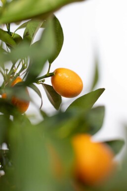 Marumikumquat Citrus Fortunella Kumquat Mini-Stamm 60-80 Topf