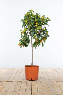 Marumikumquat Citrus Fortunella Kumquat Mini-Stamm 80-100 Topf Marumikumquat / Fortunella Margarita Kumquat Ministamm 80-100 cm