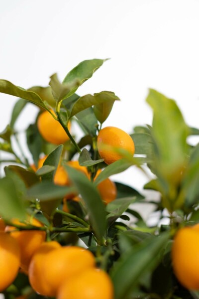 Marumikumquat Citrus Fortunella Kumquat Mini-Stamm 80-100 Topf Marumikumquat / Fortunella Margarita Kumquat Ministamm 80-100 cm