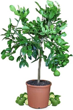 Kaffir Limette Citrus Hystrix Mini-Stamm 60-80 Topf Kaffir Limette / Citrus Hystrix Ministamm 60-80 cm