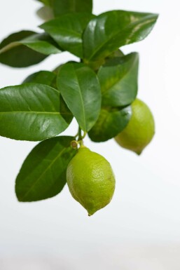 Zitronenbaum / Citrus Limon Ministamm 60-80 cm