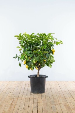 Zitronenbaum Citrus Limon Auf Stamm 10-15 150-175 Topf