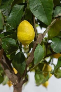 Zitronenbaum Citrus Limon Auf Stamm 10-15 150-175 Topf Zitronenbaum / Citrus Limon auf Stamm 150-175 cm