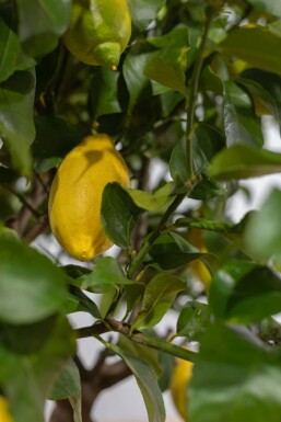 Zitronenbaum / Citrus Limon auf Stamm 150-175 cm