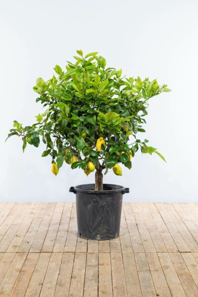 Zitronenbaum Citrus Limon Auf Stamm 30-40 175-200 Topf Zitronenbaum / Citrus Limon auf Stamm 175-200 cm