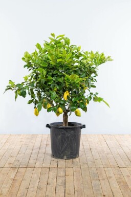Zitronenbaum Citrus Limon Auf Stamm 40-50 175-200 Topf