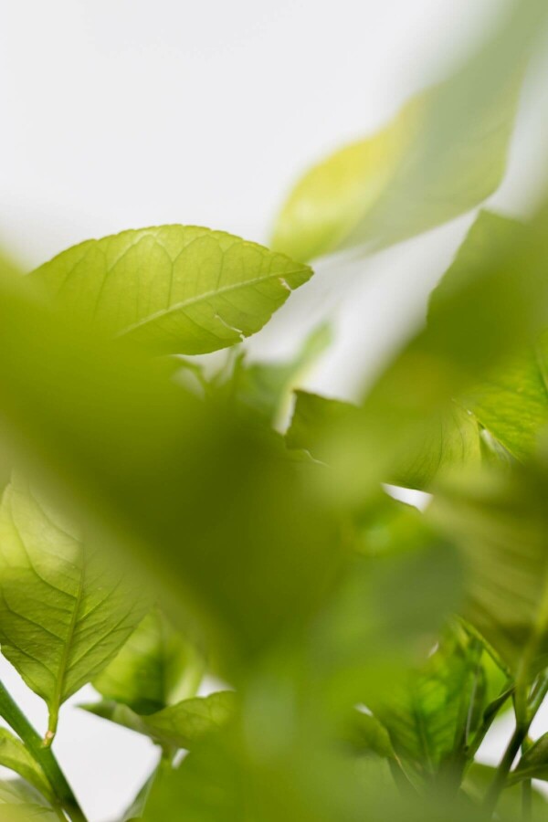 Zitronenbaum Citrus Limon Auf Stamm 40-50 175-200 Topf Zitronenbaum / Citrus Limon auf Stamm 175-200 cm