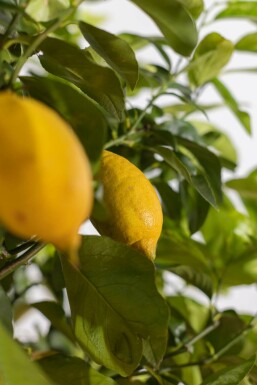 Zitronenbaum / Citrus Limon auf Stamm 175-200 cm