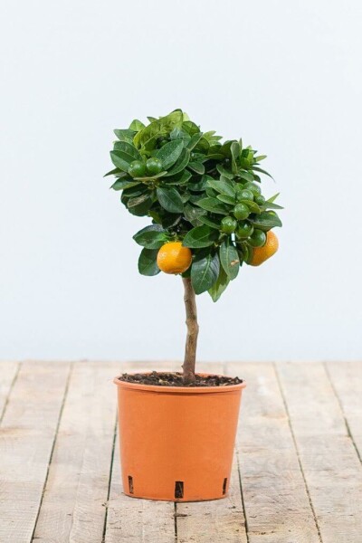 Zitronenbaum Citrus Mitis Calamondin Mini-Stamm 20-30 Topf Calamondin Orange / Citrus Mitis Calamondin Ministamm 20-30 cm