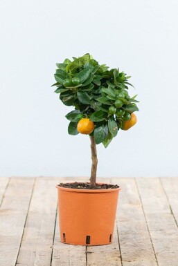 Zitronenbaum Citrus Mitis Calamondin Mini-Stamm 20-30 Topf