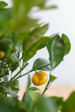 Zitronenbaum Citrus Mitis Calamondin Mini-Stamm 20-30 Topf Calamondin Orange / Citrus Mitis Calamondin Ministamm 20-30 cm