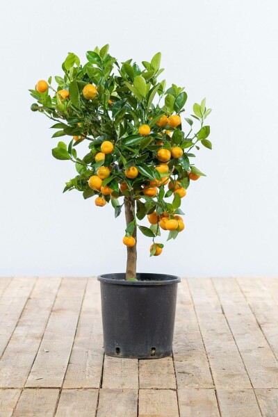 Calamondin Orange / Citrus Mitis Calamondin Ministamm