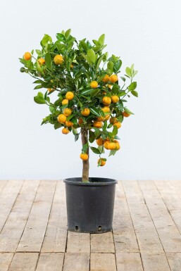 Zitronenbaum Citrus Mitis Calamondin Mini-Stamm 40-60 Topf