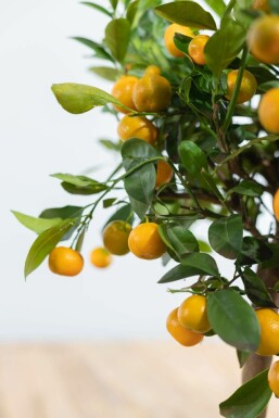 Zitronenbaum Citrus Mitis Calamondin Mini-Stamm 40-60 Topf