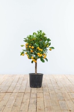 Zitronenbaum Citrus Mitis Calamondin Mini-Stamm 80-100 Topf