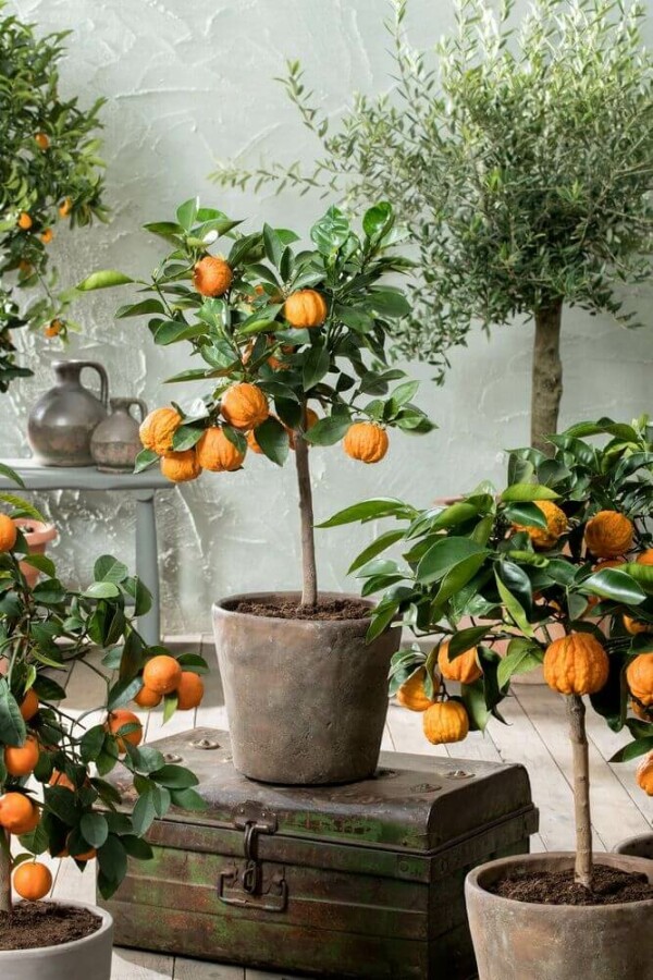 Orangenbaum Citrus Sinensis Mini-Stamm 20-30 Topf Orangenbaum / Citrus Sinensis Ministamm 20-30 cm