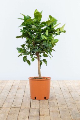 Orangenbaum Citrus Sinensis Mini-Stamm 40-60 Topf