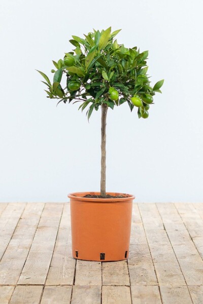 Orangenbaum / Citrus Sinensis Ministamm 60-80 cm