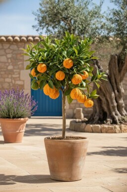 Orangenbaum / Citrus Sinensis Ministamm 80-100 cm