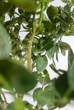 Orangenbaum / Citrus Sinensis auf Stamm 150-175 cm