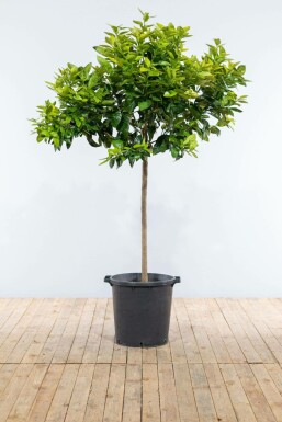 Orangenbaum Citrus Sinensis Auf Stamm 20-30 175-200 Topf Orangenbaum / Citrus Sinensis auf Stamm 175-200 cm