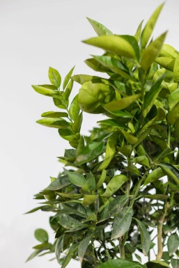 Orangenbaum Citrus Sinensis Auf Stamm 20-30 175-200 Topf Orangenbaum / Citrus Sinensis auf Stamm 175-200 cm