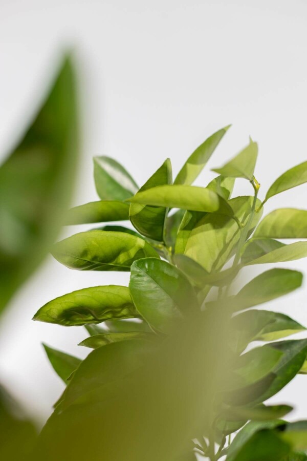 Orangenbaum Citrus Sinensis Auf Stamm 40-50 175-200 Topf Orangenbaum / Citrus Sinensis auf Stamm 175-200 cm