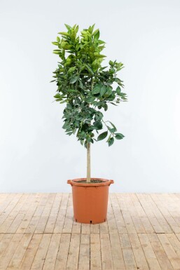 Orangenbaum Citrus Sinensis Auf Stamm 5-10 125-150 Topf Orangenbaum / Citrus Sinensis auf Stamm 125-150 cm