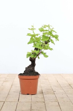 Weinrebe Vitis Vinifera Bonsai 20-40 Topf Weinrebe / Vitis Vinifera bonsai 20-40 cm