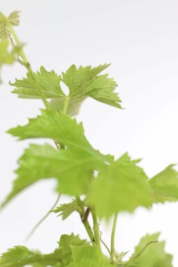 Weinrebe Vitis Vinifera Bonsai 20-40 Topf