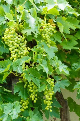 Weinrebe / Vitis Vinifera bonsai 60-80 cm