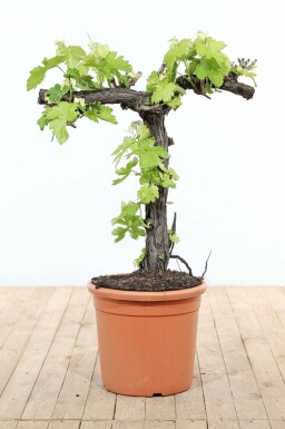 Weinrebe Vitis Vinifera Bonsai 80-100 Topf