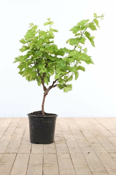 Weinrebe Vitis Vinifera Auf Stamm 10-15 80-100 Topf Weinrebe / Vitis Vinifera auf Stamm 80-100 cm