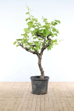 Weinrebe Vitis Vinifera Auf Stamm 30-40 150-175 Topf Weinrebe / Vitis Vinifera auf Stamm 150-175 cm