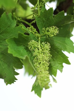 Weinrebe / Vitis Vinifera Rankhilfe 70-80 cm