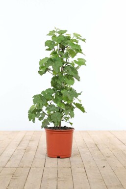 Weinrebe Vitis Vinifera Gestäbt 40-60 Topf Weinrebe / Vitis Vinifera Stock 40-60 cm