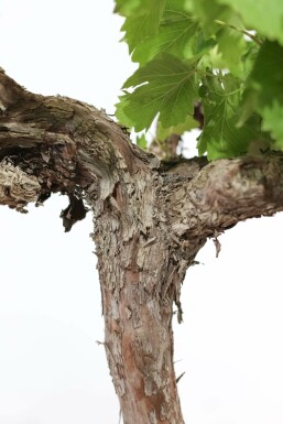 Weinrebe / Vitis Vinifera Stock 40-60 cm