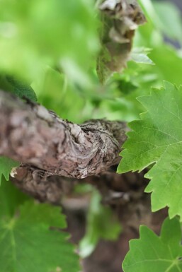 Weinrebe Vitis Vinifera Gestäbt 40-60 Topf