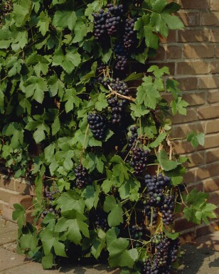 Weinrebe Vitis Vinifera Gestäbt 40-60 Topf Weinrebe / Vitis Vinifera Stock 40-60 cm