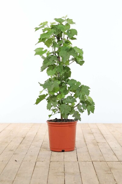 Weinrebe Vitis Vinifera Gestäbt 60-80 Topf Weinrebe / Vitis Vinifera Stock 60-80 cm