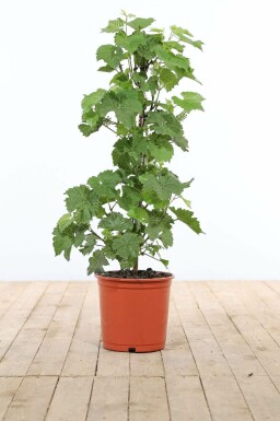 Weinrebe Vitis Vinifera Gestäbt 80-100 Topf Weinrebe / Vitis Vinifera Stock 80-100 cm
