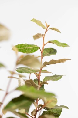 Ölweide Elaeagnus Ebbingei Hecke 50-60 Ballen