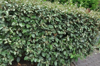 Ölweide Elaeagnus Ebbingei 50-60 cm