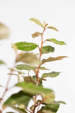 Ölweide Elaeagnus Ebbingei 60-80 cm