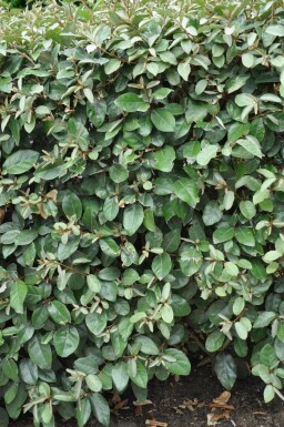 Ölweide Elaeagnus Ebbingei 125-150 cm