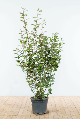 Ölweide Elaeagnus Ebbingei Hecke 150-175 Ballen Ölweide Elaeagnus Ebbingei 150-175 cm