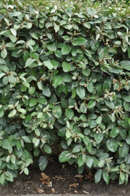 Ölweide Elaeagnus Ebbingei 175-200 cm